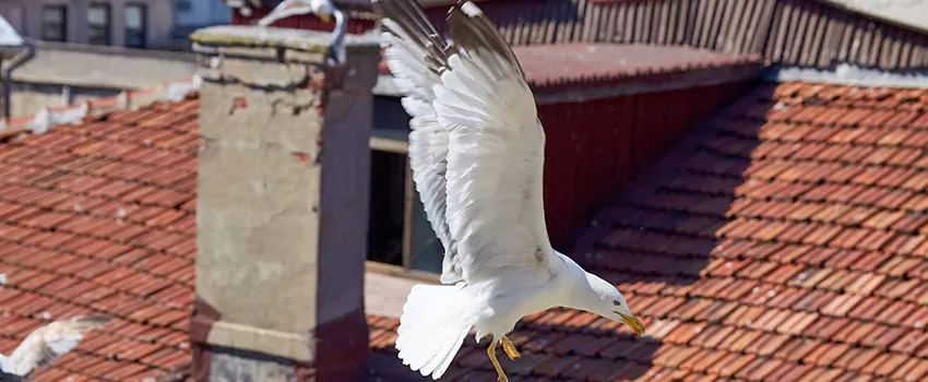 Residential Chimney Animal Removal Solution in Saginaw, MI