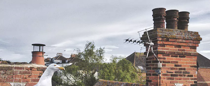 Chimney Cleaning And Restoration in Saginaw, Michigan